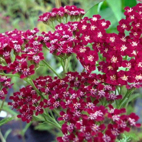 Achillea millefolium 'Cassis' - Harilik raudrohi 'Cassis' P9/0,55L 